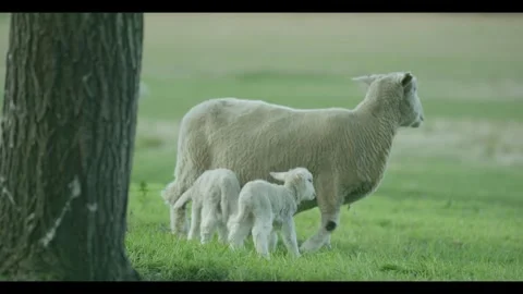 Sheep and lamb on green fields Vidéo 270734437