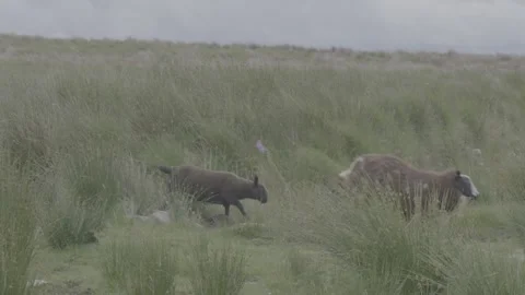 Sheep and Lamb Jumping Over Ravine on Jura Island Scotland GH5 Raw Handheld Stock Footage 331308118
