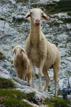 Sheep and lamb in the mountains 스톡 사진