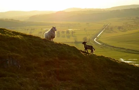 Sheep and lamb Stock Photos