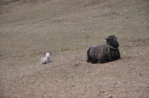 Sheep and lamb Stock Photos