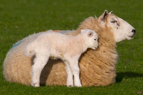 Sheep and lamb Stock Photos