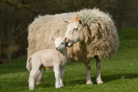 Sheep and lamb Stock Photos