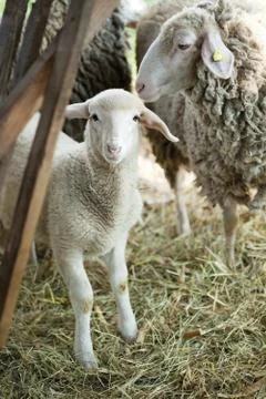 Sheep and lamb Stock-Fotos