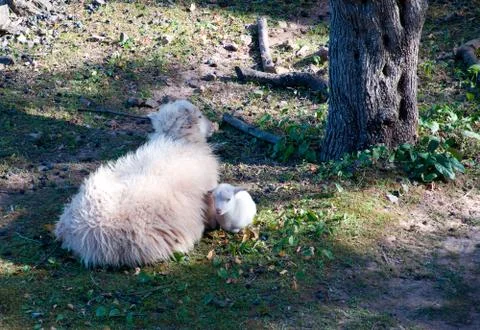 Sheep and lamb Stock Photos