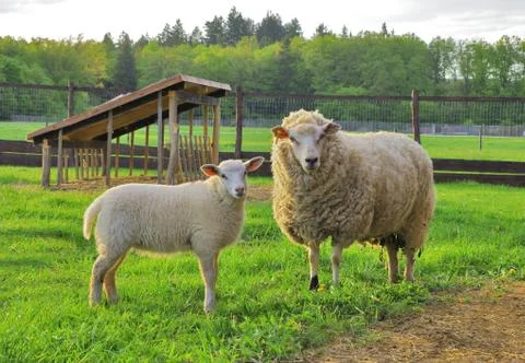 Sheep and lamb Stock Photos