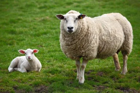 A sheep and a lamb Stock Photos