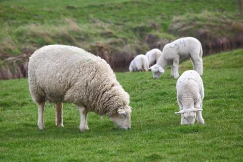 Sheep and lamb Stock Photos