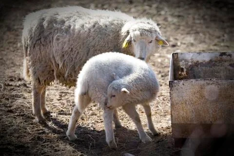 Sheep and lamb Stock Photos