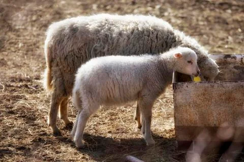 Sheep and lamb Stock Photos