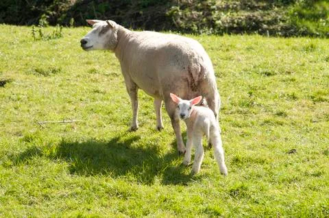 Sheep and lamb Stock Photos