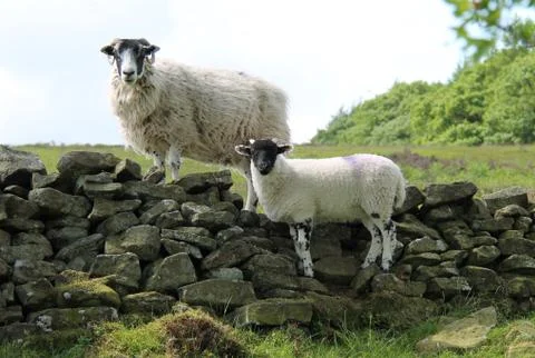 Sheep and Lamb. Foto stock