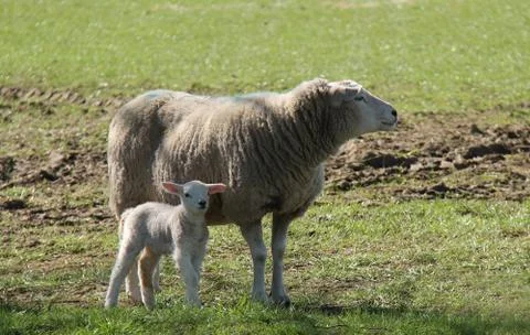 Sheep and Lamb. Stock Photos
