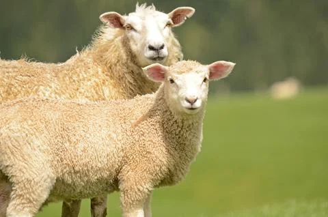 Sheep and lamb Stock Photos