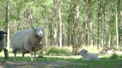 Sheep and Lamb resting in an open field with a forest in the background Stock Footage 131671767