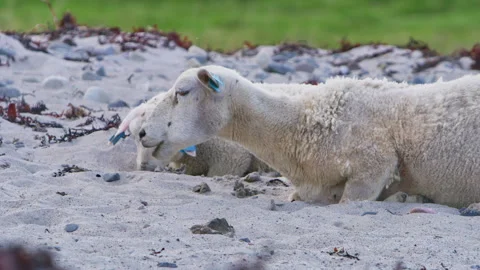 Sheep and lamb ruminate on a sandy Arctic beach in Vardø, Finnmark, Norway Stock Footage 323984841