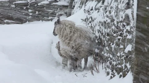Sheep and Lamb in Spring Snow, Teesdale, County Durham, UK Stock Footage 131155884