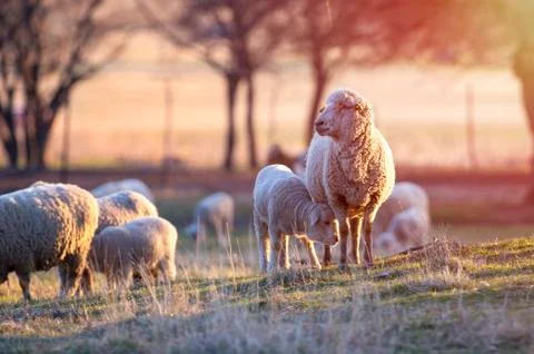Sheep and lamb in springtime Stock Photos