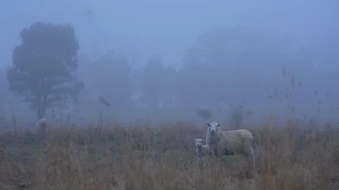 Sheep and lamb standing in a field Video stock 94883891
