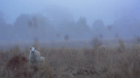 Sheep and lamb standing in a field Vídeos de archivo 94883904
