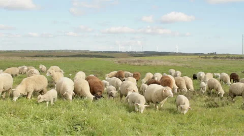 Sheep and lambs in the countryside from Portugal Stock Footage