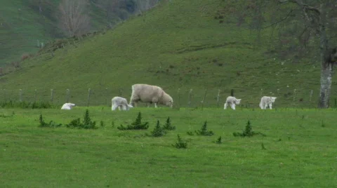 Sheep And Lambs Eat 스톡 동영상 331853