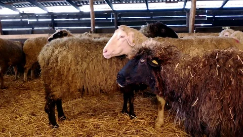 Sheep and Lambs on Farm Animals Stock-Footage 71708853