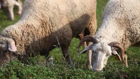 Sheep and lambs feeding their stomachs with grass Stock Footage 148666291