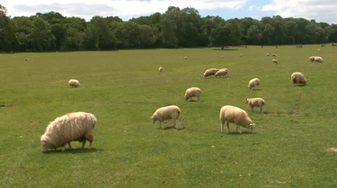Sheep and lambs in field 2 Stock Footage 36433522