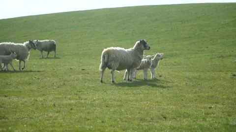 Sheep and lambs in a field, looking around and feeding Stock Footage 172291162