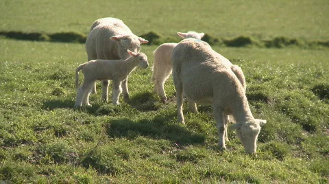 Sheep and lambs Stock Footage 823208