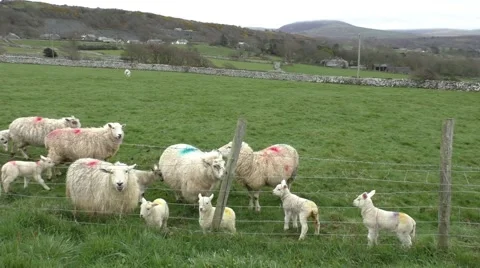 Sheep and lambs on a hillside Stock Footage 49640182