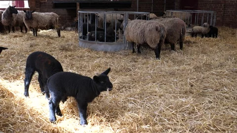 Sheep and lambs inside of farm building. 스톡 동영상 294187888