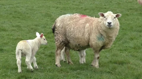 Sheep and lambs in a meadow Stock Footage 49640197