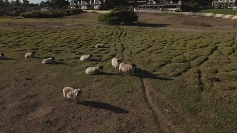 Sheep and lambs in Oceanside grass greenery Big Sur California Stock Footage 321358489