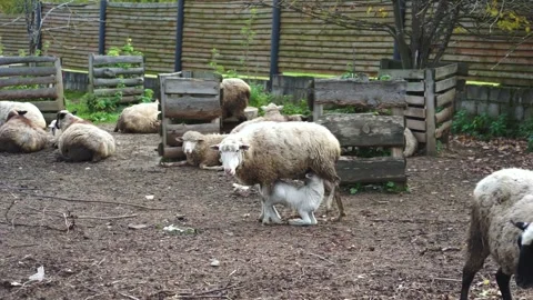 Sheep and lambs in a paddock behind a hedge. Stock Footage 142775747