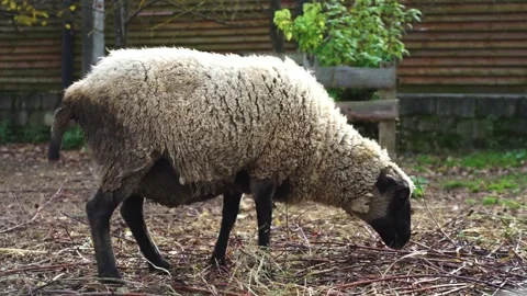 Sheep and lambs in a paddock behind a hedge. Stock Footage 142775780
