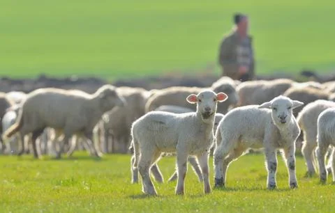Sheep and lambs Free Stock Photos