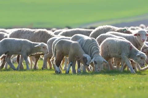 Sheep and lambs Free Stock Photos