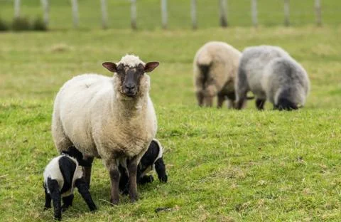 Sheep and Lambs Foto stock