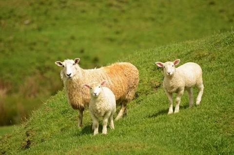Sheep and lambs Stock Photos