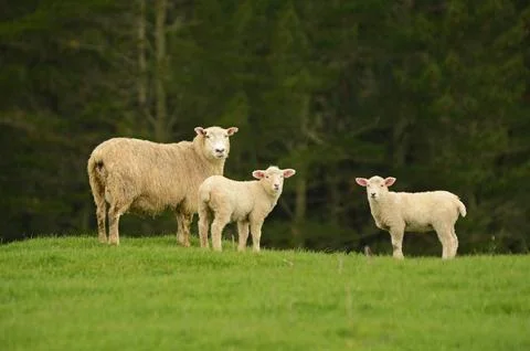 Sheep and lambs Foto stock