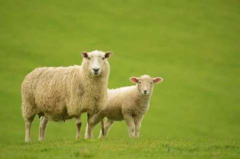 Sheep and lambs Stock Photos