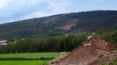 Sheep and lambs playing romping and climbing on a pile of pasture dirt. Stock Footage 116298136