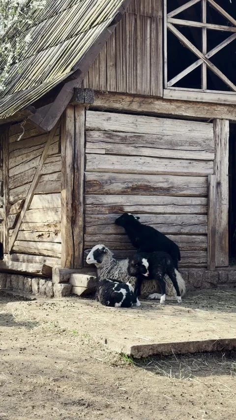 Sheep and lambs rest and move near an old wooden barn in a rural yard. Warm Stock Footage 332648489
