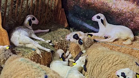 Sheep And Lambs Resting On Hay Bales Stock Footage 333012859