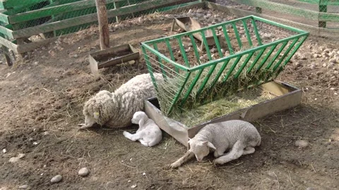 Sheep and lambs resting lying on the ground Video stock 236813821