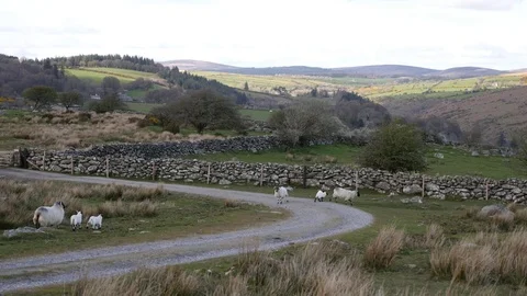 Sheep and lambs run across a dirt track, Dartmoor Stock Footage 74604385