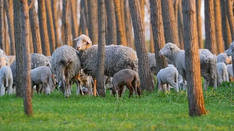 Sheep And Lambs In Spring Eating Grass Stock Footage 88417222