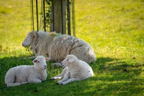 Sheep and lambs under a tree in the hot summer sun Stock Photos